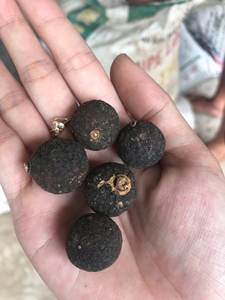 ส่งออกส้มอ่อนแห้งคุณภาพสูงจํานวนมากจากเวียดนาม - Product Image 5