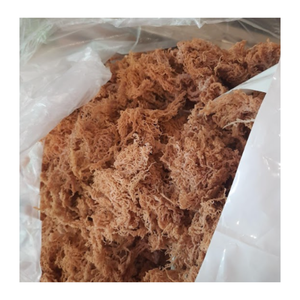 Musgo de mar irlandés seco Wildcrafted de alta calidad para ensalada Seamoss Algas marinas Eucheuma Cottonnii secas y limpias - Product Image 5