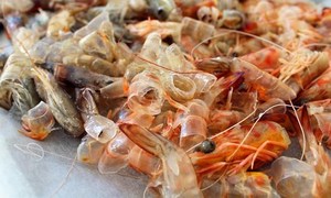 เปลือกกุ้งแห้งโออีเอ็ม | ปริมาณไคตินสูง | ส่งออกจำนวนมากจากเวียดนาม - Product Image 3