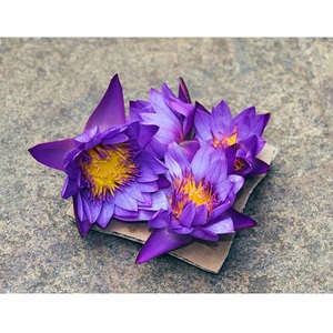 100% pur naturel bleu Lotus huile essentielle extrait de plantes inde sauvage disponible bouteille tambour verre conteneur prix de gros - Product Image 1