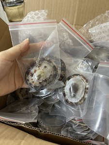 Vente en gros de coquillages naturels de haute qualité pour l'artisanat, la décoration de bijoux, prix inférieur pour les acheteurs en gros - Product Image 6