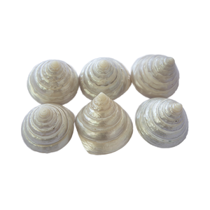 TECTUS PYRAMIS Medio Polaco SEASHELL JOYERÍA Trocas Shell Motif Pulido Pirámide - Product Image 1