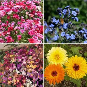 2024 expédition rapide parfumé annuel vivace fleur graines mélange oiseau papillon pollinisateur 22 espèces jardin extérieur couleur variété - Product Image 4