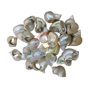 Coquillages Turbo Naturels Chauds Du Viet Nam Pour Décor Maison, Restaurant Brun Et Blanc - Product Image 1