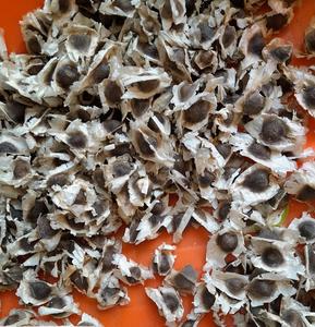 เมล็ดมะรุมจากอินเดียในราคาขายส่งจากอินเดีย - Product Image 3