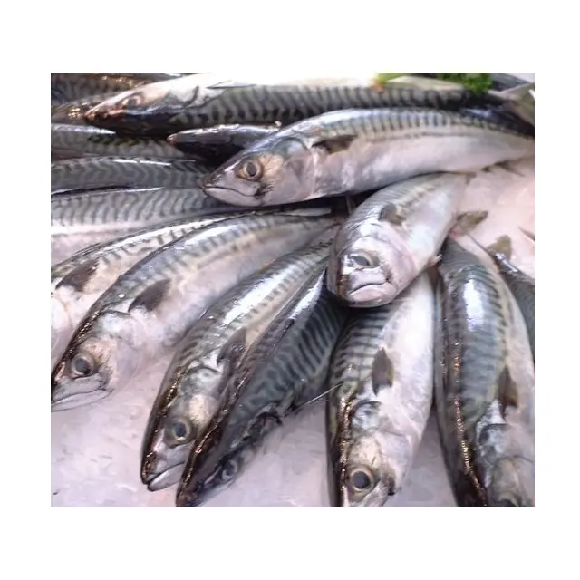 Großhandel bester Preis Lieferant Atlantik Pferd Makrill Fisch gefroren aus den Niederlanden Meeresfrüchte zu verkaufen