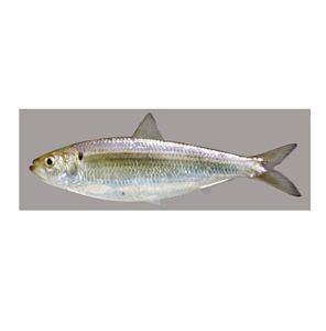 Arenque Congelado Fresco en Oferta, Pescado Entero envasado al Vacío, Grado Superior Orgánico - Product Image 3