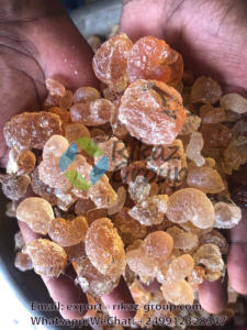 Goma arábiga de Sudán más pura y Premium utilizada en la industria alimentaria, producto agrícola de goma arábiga Talha - Product Image 4