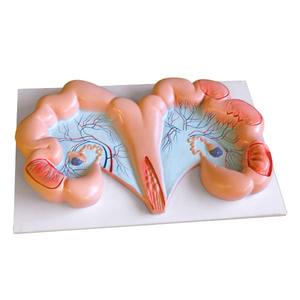 Nutritif 24 Mois Top Carcasses de volaille rôtie Vente Viande de porc congelée Fournisseur Origine Transformation congelée Porc Vente d'utérus congelé - Product Image 2