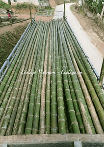 Meilleur vendeur 2025!!! Poteaux de bambou réutilisables/grands poteaux de bambou/poteaux de bambou pour la construction au Vietnam - Product Image 4