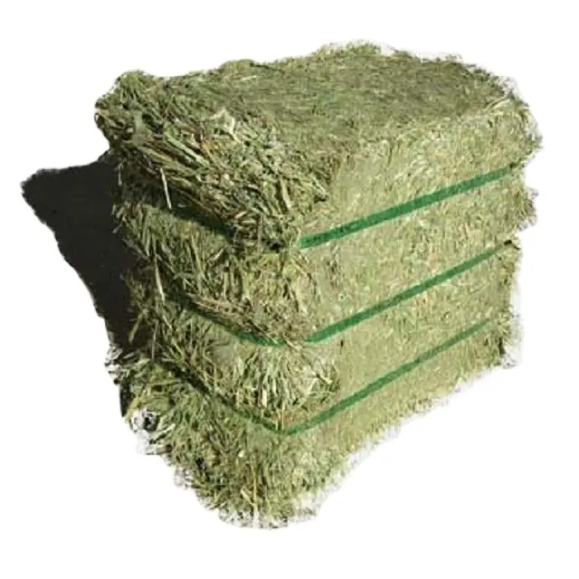 2024 Alfafa Hay alat makan hewan Alfalfa, hay/alfalfa hay pelet Timothy/Alfafa in Bales kualitas terbaik Super terbaik
