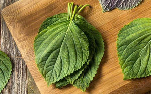 Perilla limpia de Vietnam: Granja-Calidad fresca, estándares globales - Product Image 4