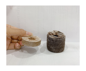Coco Peat Specification Coco Peat <b>Hydroponics</b> Tree <b>Seeds</b> Includes <b>Seed</b> Pot Peat Soil Origin in Vietnam - Product Image 1