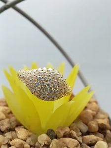 แหวนเพชรชุดทอง14K 18K แหวนเพชรสำหรับงานแต่งงานแหวนหมั้นเพชรโมอิสซาไนต์ทันสมัยสีเงิน925ออกแบบได้ตามต้องการ - Product Image 6