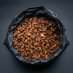 Crisalidi di Baco da Seta Essiccate al Microonde per Alimenti per Animali Domestici, 50%-70% Proteine, Approvato per l'Esportazione, Disponibile all'Ingrosso e OEM per l'Aggiunta all'Alimentazione Animale - Product Image 5