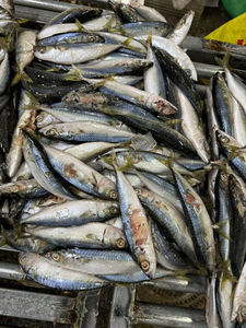 Filete de caballa congelado Iqf sin piel y sin hueso No se necesita preparación Ahorre tiempo en la cocina Cocine rápido - Product Image 5