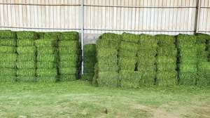 Granulés de foin de luzerne aliments pour animaux riches en protéines pour la ferme et les animaux domestiques - Product Image 2