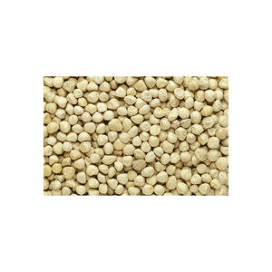 Grains de moringa de haute qualité disponibles en grande quantité pour les marchés d'exportation - Product Image 1