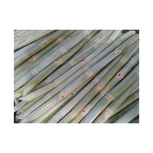 Nuevo producto Productos más vendidos al por mayor Caña de azúcar congelada de Vietnam 2025 - Product Image 1