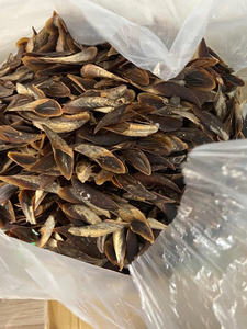 Venta caliente Blue Lotus 2025 Murex Sea Shell Operculum Material tradicional conocido por equilibrio de bienestar y remedios holísticos - Product Image 3