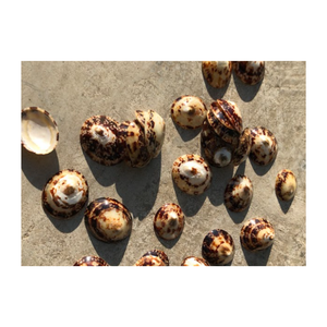 Le prix le plus bas coquillage ovale patelle naturel séché propre coquillages Vietnam exportation coquillages en vrac avec la meilleure affaire - Product Image 6