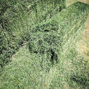 Heno de Alfalfa de Primera Calidad al Mejor Precio para Alimentación Animal, para Peces, Perros, Cerdos, Ganado, Caballos, en Pacas, 10% de Humedad, en Venta - Product Image 3