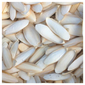 Huesos de sepia seleccionados a mano y secados al sol para proyectos de artesanía y arte. - Product Image 4