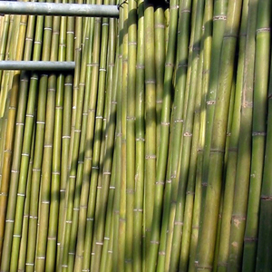 Wholesale Bamboo <b>Pole</b> High Quality Natural Bamboo <b>Poles</b> Plant Support <b>Gardening</b> with LOW TAX and Best Price From Vietnam - Product Image 5