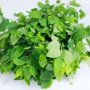 Sauropus androgynu séché/Katuk/amidon en grappe ou feuilles douces/vacances - Product Image 5