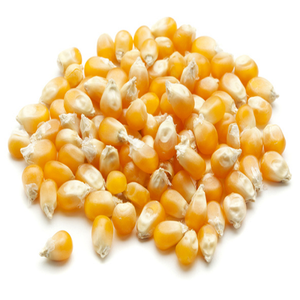 Compre semillas secas de maíz amarillo de calidad superior maíz dulce natural en stock con entrega rápida a precio mayorista - Product Image 4