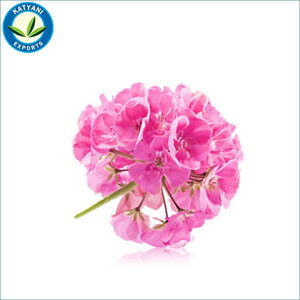 Superbe qualité 100% huile essentielle de géranium pure et naturelle vente chaude préférée des acheteurs mondiaux - Product Image 6