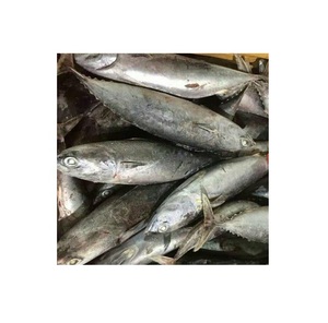 ปลาบอนิโต้ลายทางแช่แข็งขายส่ง - Product Image 4