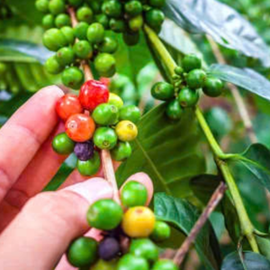 ไม่คั่วเมล็ดกาแฟผสม70% โรบัสต้าหลากหลาย - Product Image 3