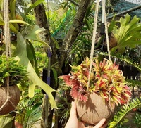 Pot de plante en coque de noix de coco de haute qualité/pot de plante en coque de noix de coco/pot de plante en fibre de noix de coco de haute qualité