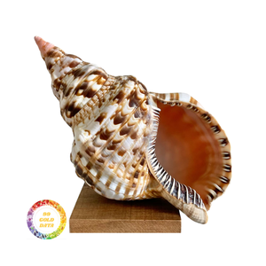 Concha de mar de trompeta natural seleccionada a mano de primera calidad, ideal para decoración del hogar y colecciones marinas - Product Image 2