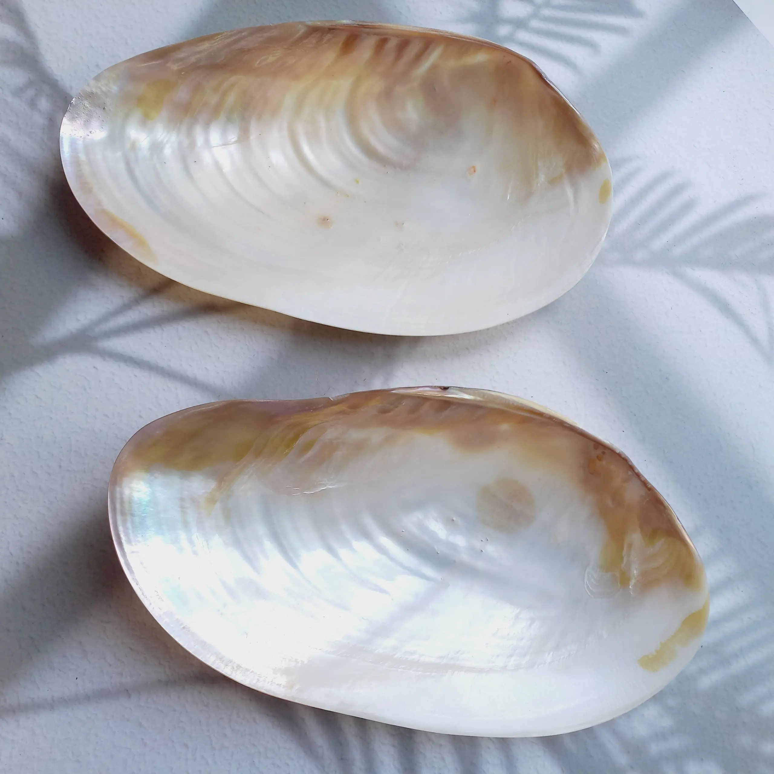 ホワイトマザーオブパールトレイ、キャビアディッシュ、マザーオブパールプレートfrom Vietnam Shell Seashell Luxury Traditional Serving