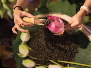 ชาหัวใจดอกบัวจากเวียดนามพร้อมส่งออก - Product Image 4