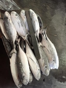 سمك السمك الصناعي المحمص من Sea Frozen سمك الماكريل الكامل/سمك الماكريل الحصان للبيع لطعم سمكة الماكريل الصناعية ذات الذيل الصلب ومأكولات بحرية صينية