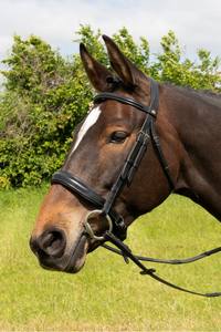 Bride de cheval en cuir de haute qualité de choix de professionnels pour un usage équin - Product Image 6