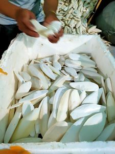 Hot 2025 Os de seiche du Vietnam Alimentation animale de haute qualité à prix compétitif Bon choix pour vous! - Product Image 4