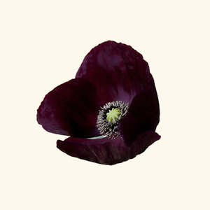 Aceite de Perfume Black Opium, Fragancia para Adultos - Product Image 1