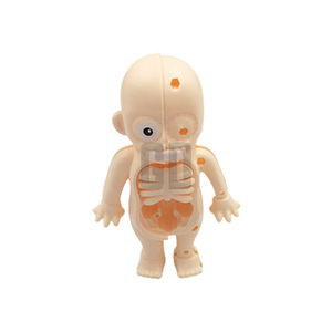 <strong>Science</strong> &amp; Engineering Toys Human Body Anatomy <strong>Model</strong> - Product Image 6