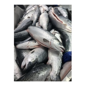 Prix promotionnel Saumon atlantique entier frais/congelé, processus de congélation IQF, qualité supérieure, emballage sous vide, faible teneur en sodium - Product Image 6