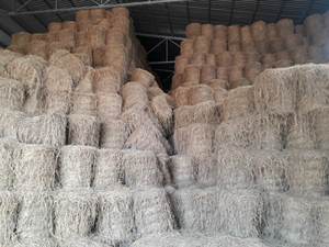 Proveedor principal, paja de arroz seco vietnamita, mercado global para alimentación animal, Exportación de calidad, Loto Azul, Sra. Amelia Huynh + 84855014447 - Product Image 6