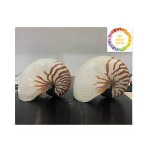 Coquille de mer Nautilus polie du Vietnam pour la décoration d'aquarium et les projets d'artisanat à un prix compétitif - Product Image 2
