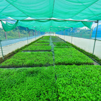 Filets en plastique tricotés vert herbe Fortune Agro avec service de découpe, fabriqués en Inde