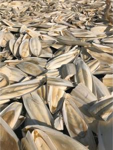 แหล่งแคลเซียมปลาหมึกอบแห้งสำหรับนกเลี้ยงส่งออกจากโรงงานเวียดนาม - Product Image 6