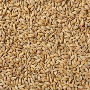 Cebada Perlada Orgánica Premium Seca / Grano / Cebada de Grado Alimenticio con 2 Años de Vida Útil Directo de Fábrica para Uso Alimentario - Product Image 2
