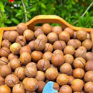 Nueces de Macadamia tostadas orgánicas de alta calidad con cáscara, cantidad a granel envasada cruda y natural saludable para uso alimentario - Product Image 3