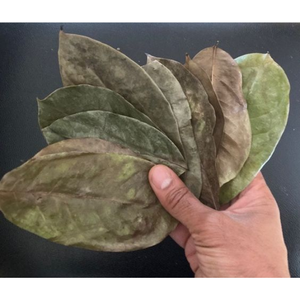 ใบทุเรียนเทศแห้งทั้งใบ | ต้นไม้ป่าและอากาศแห้ง | ใบมะระ muricata guanabana แห้ง | annona muricata - Product Image 2